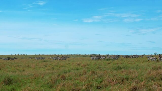 A herd of zebr in the grass of the savannah in kenya