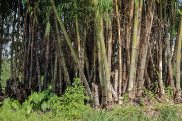 close up tanaman Dendrocalamus giganteus, commonly known as giant bamboo