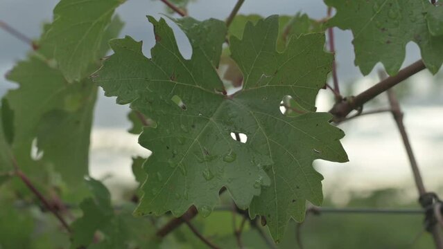 Primer plano de hoja de vid con gotas de agua