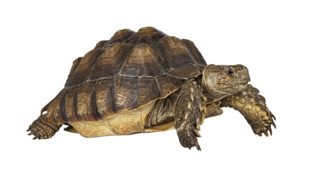 Female Sulcata Tortoise aka Centrochelys sulcata, walking side ways high on legs. Looking side ways. Isolated cutout on transparent background.