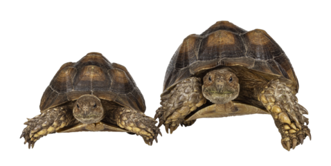 Male and female couple of Sulcata Tortoise aka Centrochelys sulcata, standing facing front high on legs. Looking towards camera. Isolated cutout on transparent background.