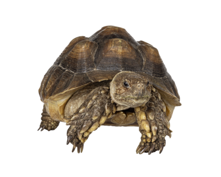 Female Sulcata Tortoise aka Centrochelys sulcata, walking towards camera high on legs. Looking beside camera. Isolated cutout on transparent background.