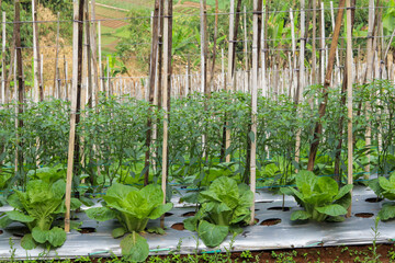 the concept of modern mustard and chili farming using the intercropping method and using plastic...