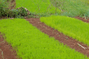 close up of green rice seedbed on flat ground