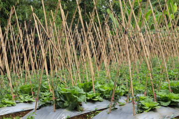 the concept of modern mustard and chili farming using the intercropping method and using plastic mulch