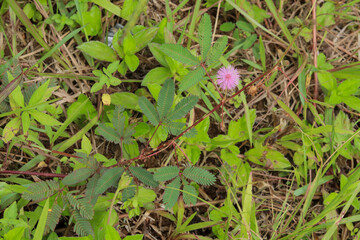 The shy princess plant has delicate pink flowers that close when touched, showcasing nature's sensitivity and beauty