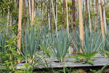 The concept of traditional leek plantations uses bamboo stakes