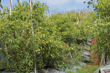 The concept of traditional chili plantations uses bamboo stakes