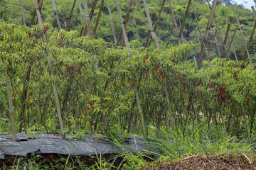 The concept of traditional chili plantations uses bamboo stakes