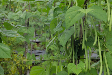 method of planting beans using climbing poles