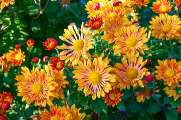 Full frame background of bright yellow, orange flower garden chrysanthemums in autumn
