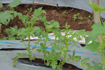 A pile of potatoes planted in mulch plastic creates a controlled environment, enhancing growth and yield by reducing weeds and retaining soil moisture.