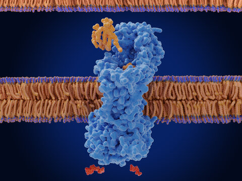 Lipopolysaccharide transport by the intermembrane transporter of Acinetobacter baylyi