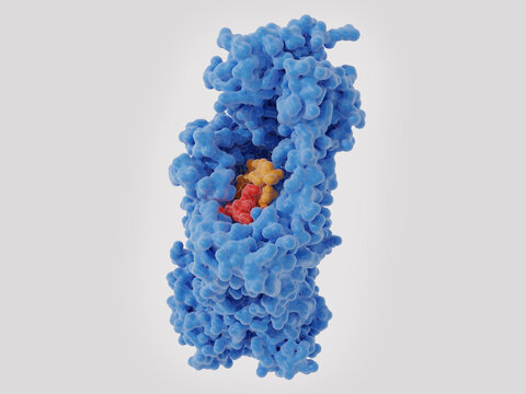A new antibiotic (zosurabalpin) traps lipopolysaccharide in the intermembrane transporter of Acinetobacter baylyi
