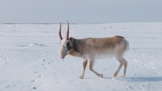 Saiga in winter during the rut. A male of Saiga antelope or Saiga tatarica walk in snow - covered steppe in winter. Antelope migration. Walking with wild animals, slow motion video