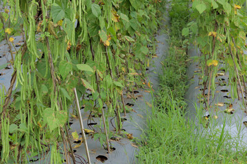 method of planting beans using climbing poles