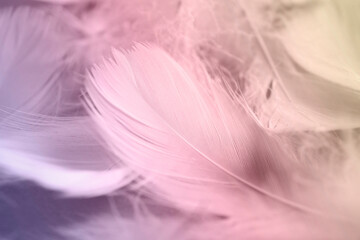 Many fluffy feathers as background, closeup. Color toned