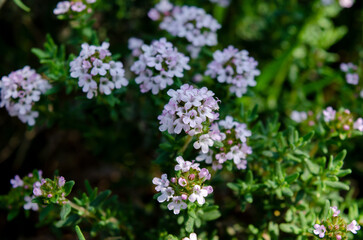 Obraz premium flowers in the garden