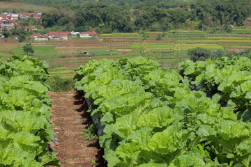 Fototapeta na wymiar Traditional white mustard or Chinese cabbage farming concept, with lines drawn