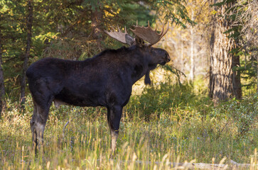 Shiras Moose Bull During the Rut in Autumn in Wyoming