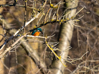 Eisvogel