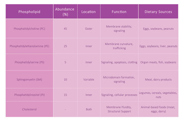 Table showing Phospholipids types, membrane abundance, location, function and dietary sources - including PC, PE, PS, SM, PI. Purple scientific vector illustration.