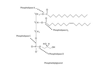 Diagram showing cleavage sites of phospholipases - PLA1, PLA2, PLC, PLD - molecular structure of Phosphatidylglycerol  Scientific vector illustration.