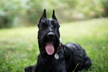Giant schnauzer with tongue out lies in the park on the green grass