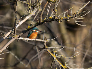 Eisvogel