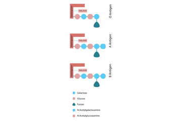 Diagram of O, A and B antigens on a ceramide - blood type determining oligosaccharide blue and red Scientific vector illustration.
