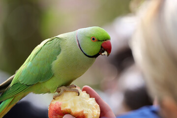The rose-ringed parakeet eats seeds, sunflower kernels  in St James's Park, London, Great Britain,Uk.