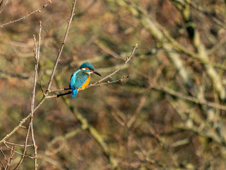 Eisvogel