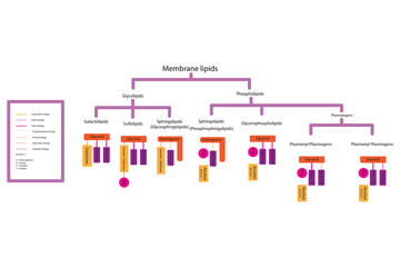 Diagram showing classification of lipids - storage lipids, membrane lipids - phospholipid, glycolipid, sulfolipid, etc, including chemical linkages. Orange and pink scientific vector illustration.