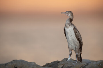 Socotra cormorant in the morning hours at Bahrain
