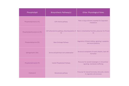 Table showing Phospholipids types, chemical structure and examples - including PC, PE, PS, PI, SM, cholesterol Purple scientific vector illustration.