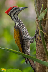 The common flameback (Dinopium javanense), also referred to as the common goldenback