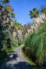 Fototapeta na wymiar Alley with palm trees and reeds in the arboretum of Sochi in winter
