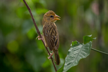 The streaked weaver (Ploceus manyar) is a species of weaver bird found in South Asia and South-east Asia