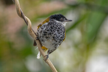 The scaly-breasted bulbul (Ixodia squamata) is a species of songbird in the bulbul family. It is found from the Malay Peninsula to Borneo