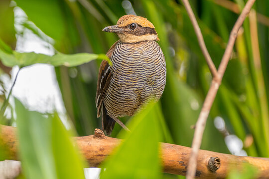 The Javan banded pitta (Hydrornis guajanus) is a species of bird in the family Pittidae