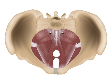 Anatomy of the pelvic floor or pelvic diaphragm. Muscles of the pelvic floor. 