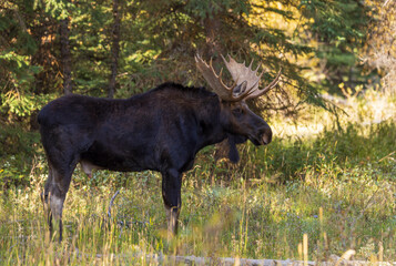 Shiras Moose Bull During the Rut in Autumn in Wyoming