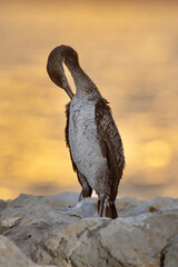 Socotra cormorant preening perched on limestone rock during sunrise, Bahrain