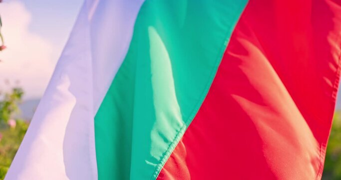 Bulgarian flag and beautiful girl picking oil bearing roses damascena on a blooming rose field at sunrise 4k video