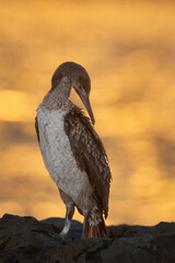 Socotra cormorant during sunrise, Bahrain