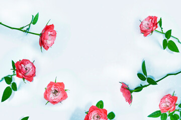 Bright colorful flower rose. floral background