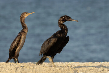 A pair of Socotra cormorant at Busaiteen coast, Bahrain