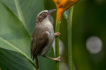 Mees's white-eye (Heleia javanica), also known as the Javan grey-throated white-eye or grey-throated ibon, is a species of bird in the family Zosteropidae