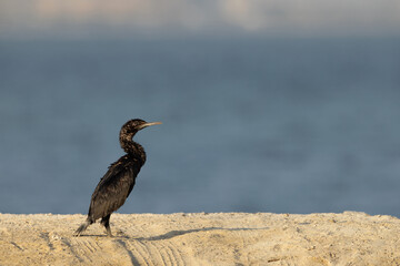 Portrait of a Socotra cormorant, Busaiteen coast, Bahrain