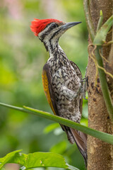 The common flameback (Dinopium javanense), also referred to as the common goldenback